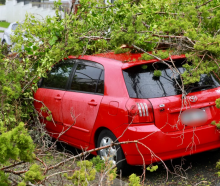 A tree down across Northboro Road in Belmont on the North Shore during Cyclone Tam.&nbsp;Photo:...