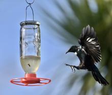 A hungry tūī swoops in for a meal from a sugar water feeder in north Dunedin. PHOTO: GERARD O’BRIEN