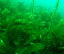 Hornwort (Ceratophyllum demersum) is ranked New Zealand’s worst submerged weed, often smothering...