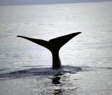 June is the best time to see humpback whales along the Kaikōura coastline, says KORI director Dr...