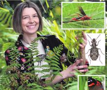 University of Otago ecology PhD student Jacqui Theis has been studying the growing number of...