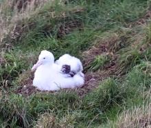 Royal albatross chick. PHOTOS: CRAIG BAXTER