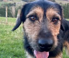 Bruce is ready for a home and located in Hastings.&nbsp;Photo:&nbsp;Supplied