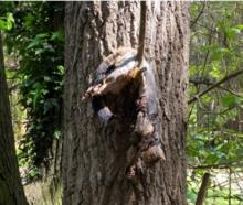 The first dead possum in a tree was found in October. Photo: Supplied