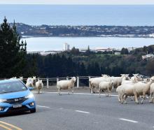 Vehicles pass a mob of escaped sheep on State Highway 1, north of Dunedin yesterday. PHOTO:...