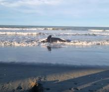 The adult orca was first noticed by a member of the public at a beach north of Waimairi. Photo:...