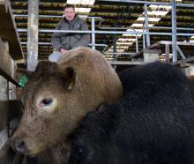 Taieri farmer Geoff Edgar’s Charolais and Belgian blue-cross steer (left) won the supreme hoof...