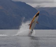 A Hydro Attack submersible in Queenstown Bay. Photo: Gregor Richardson