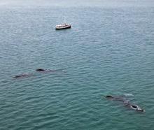Harbour tourist boat Monarch lurks close to a pod of up to 7 Right whales which mooched around in...