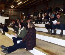 More than 50 people attend the Balclutha Winter Cattle Sale. PHOTOS: SHAWN MCAVINUE


