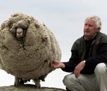 John Perriam famed for creating the Bendigo Station merino brand and immortalising Shrek the...