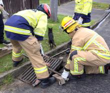A small black cat shoots away into some nearby bushes after being freed by firefighters from a...