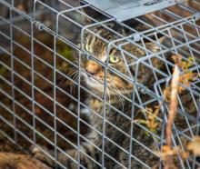 Feral cat caught in a live trap in Fiordland National Park. Photo: RNZ/Cole Eastham-Farrelly