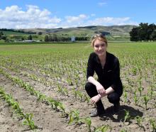 Carrfields agronomist Katie Gunn, of Roxburgh, inspects maize on Hill Springs sheep and beef farm...