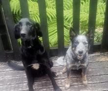 Huntaway-cross Jock and blue heeler Nala have been found. PHOTOS: SUPPLIED
