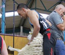 Otago Shears 2026 winner Leon Samuels sweeping his first sheep to the stage. PHOTOS: NICK BROOK
