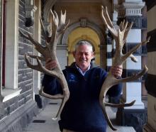 Southern Velvet Buyers owner Kelly Bennett, of Geraldine, displays hard antlers at Dunedin...