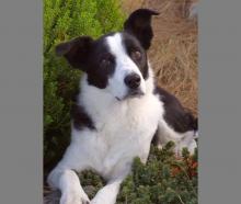 Hebe the Border Collie. Photo: Supplied