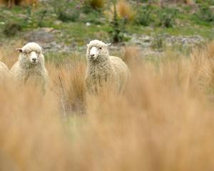 Hundreds of dogs will converge on Warepa in May for the South Island sheep dog trial championships. Photos from ODT files.