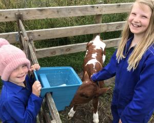 Ruby Robson (5) watches as cousin Amelia Claridge (10) feeds her 3-week-old Ayrshire calf named...