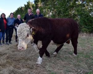 Inspecting Hereford bull Foulden Hill King 2000725, after paying the highest price of $11,500 for...
