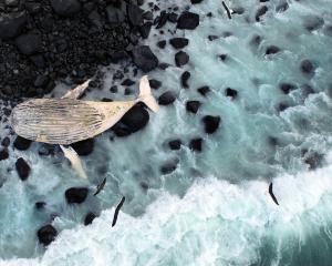 This decomposing, half-grown humpback whale, which washed up on a remote beach north of...