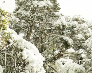 South island cedar adorned with fresh snow.