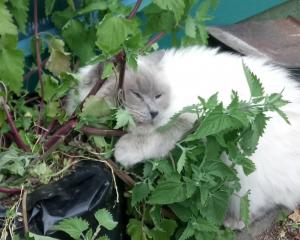 Happy daze ... Skye, a 2-year-old ragdoll, takes a siesta after consuming too much catnip. PHOTO:...