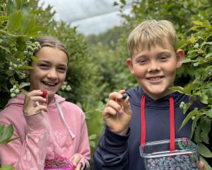 A Berry New Year . . . Lucy Storer, 10, and Matt Storer, 11, at Blue Willow Blueberries,...