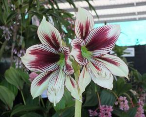 Hippeastrum papillo is an unusual species.