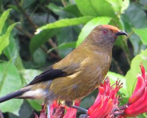 Pollen collected on the forehead of a nectar-feedings korimako (bellbird) may pollinate a...