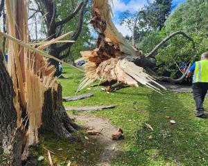 A tree snapped off its trunk, landing on a car in Butts Rd. PHOTO: SUPPLIED