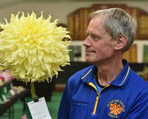 Dunedin Dahlia Circle member Mark Penty holds one of the winning entries, a "Louis White" dahlia...