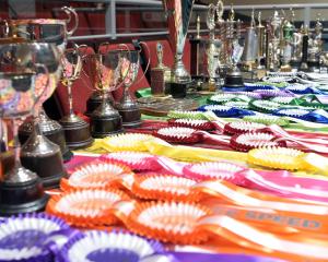 The cups and ribbons to be handed out at the King’s Birthday Tap Dancing Competitions in Mosgiel...