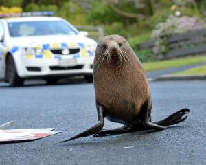 A fur seal being chased by police. Photos by Stephen Jaquiery.