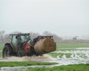 A farmer moves a bale of hay on the Taieri yesterday. Photos by Stephen Jaquiery/Otago Regional...