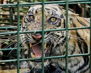 A female Sumatran tiger that is believed to have killed 3 men is seen inside a trap set up by...