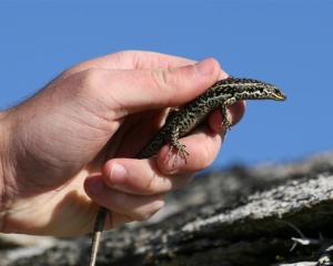 A grand skink. Phto by the DCC.