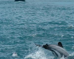 A high number of reported deaths among endangered Hector's and Maui dolphins prove that new...