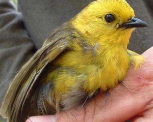 A mohua caught during the monitoring of the population in the Catlins. Photo by Cheryl Pullar.