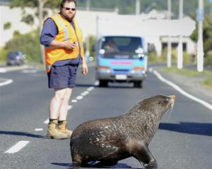 A New Zealand fur seal is coaxed across Dunedin's Portsmouth Dr by Fulton Hogan maintenance...