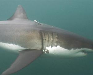 A New Zealand great white shark named Shack has set a world record for the deepest known dive:...