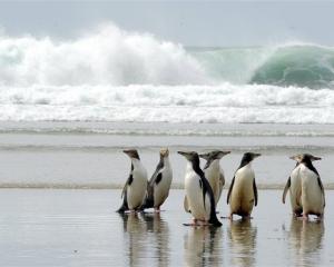 A parcel of  yellow-eyed penguins gathers on an Otago Peninsula beach. Photo by Craig Baxter.