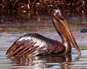 A pelican sits covered with oil from the Deepwater Horizon oil platform in the Gulf of Mexico. ...