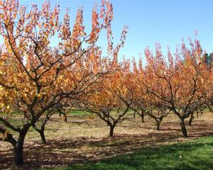 A photo of Central Otago, where house prices are leading the rise. Photo by Lynda van Kempen.