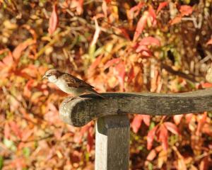 A photo taken in the upper Dunedin Botanic Gardens. Photo by Stephen Jaquiery.