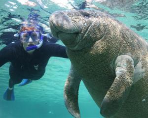 A woman snorkeler swims with a manatee in the Crystal River National Wildlife Refuge in Crystal...