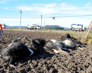 Alistair Kerr's electrocuted dairy cows lie beneath a low-hanging, 33kV transmission line. Photo...