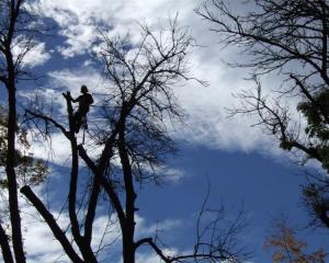 Arborist Ben Stenner works to remove dead foliage from a silhouetted ash tree, which is one of...