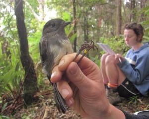 Banding an adult female with field assistant Rebecca McMullin recording in the background.